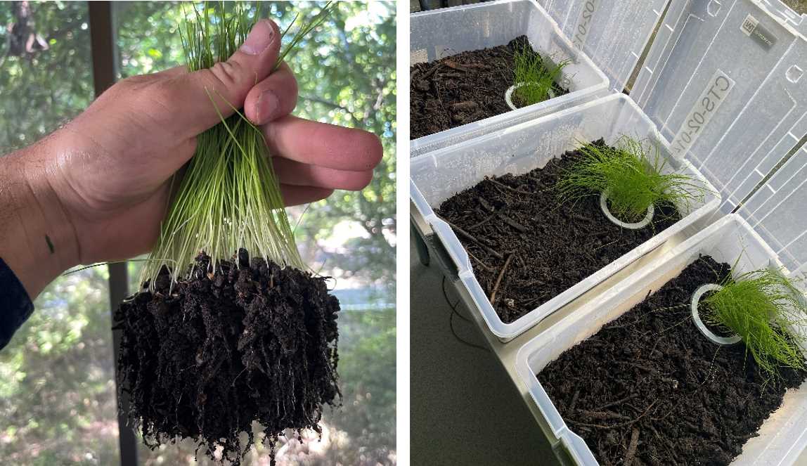 the testing process revealed robust plant growth in areas where seeds were planted, indicating the compost's high quality and effectiveness
