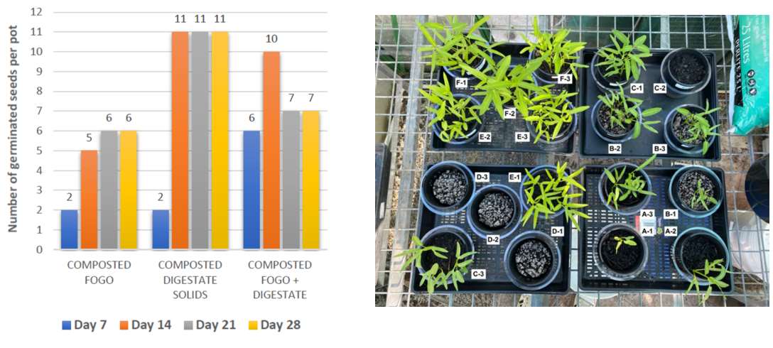 The initial findings from the test work completed by RMIT are promising. The report reveals that the addition of digestate to composted FOGO can improve plant growth. The graph illustrates the progression of seed germination over a 28-day period across the experimental treatments.